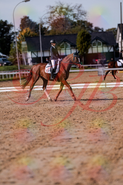 2026_10_03_Siefer-Hof_123437_Z81_32445385 | Professionelle Reitsport-, Turnier- und Eventfotografie von Robert Broda. Galerien mit ausgewählten und bearbeiteten Bildern direkt online ansehen und bestellen.