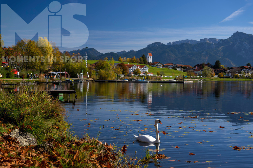 2.Liga-1860-HEIM.jpg | 17.10.2022, Herbst am Hopfensee im Allgäu (Bayern) bei Füssen. Ein Schwan auf Nahrungssuche am Ufer. - Realisiert mit Pictrs.com