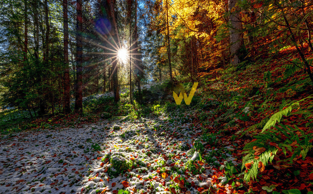 Sonnenschein im Winter-Wald |Tegernsee | Strahlend hell leuchtet die herbstsonne zwischen die Baumstämme hindurch. Das winterlich schneeweiße Laub glänzt dabei wegen der tief stehenden Sonne.Das Bild zeigt einen Wald im Herbst oder frühen Winter, beleuchtet durch die Sonne.Der Boden ist teilweise mit einer leichten Schneedecke und teilweise mit Herbstlaub bedeckt, was auf die Übergangszeit der Jahreszeiten hinweist.Die Bäume im Vordergrund und auf der linken Seite scheinen Nadelbäume zu sein, während die Bäume auf der rechten Seite goldene Herbstblätter aufweisen, möglicherweise Ahorn- oder Buchenarten. Das Sonnenlicht bricht durch die Bäume und erzeugt einen starken Strahlenkranz (Sonnenstern) in der Mitte des Bildes. - Realisiert mit Pictrs.com