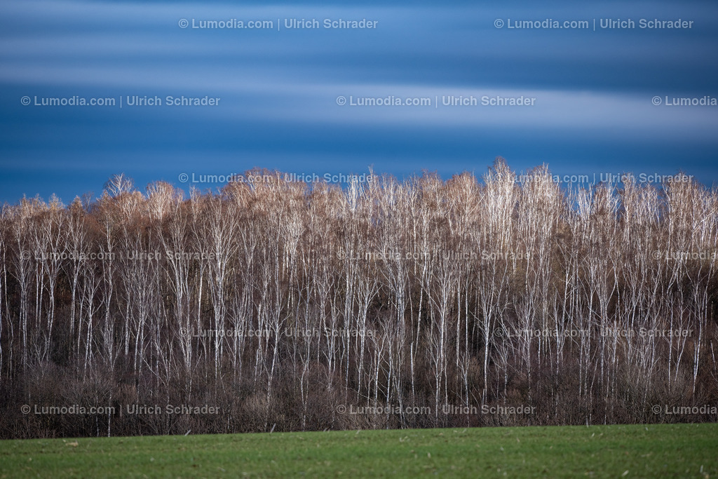 10049-12550 - Wald bei Eilenstedt am Huy | Stockfoto und Bilderpool mit Bildmaterial aus Deutschland, dem Harz, Halberstadt, Quedlinburg, Wernigerode und weltweit. Qualitativ hochwertige und professionelle Fotos anschauen und kaufen. - Realisiert mit Pictrs.com