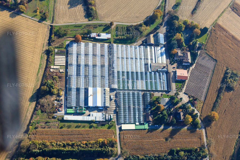 Luftbild: Geranien Endisch GmbH in Hagenbach im Bundesland Rheinland-Pfalz in Deutschland. Foto: IMG_35357.jpg vom 31.10.2010 durch Werner Riehm/FLY-FOTO.de