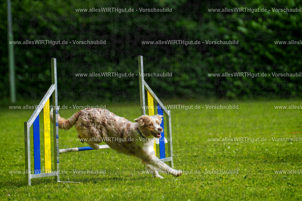 @allesWIRTHgut_Tierfotografie - www.allesWIRTHgut.de - 7R502901 | Professionelle Tierfotografie in Mönchengladbach von Daniel Wirth (allesWIRTHgut). Liebevolle & natürliche Bilder von Hunden & Katzen für unvergessliche Erinnerungen.