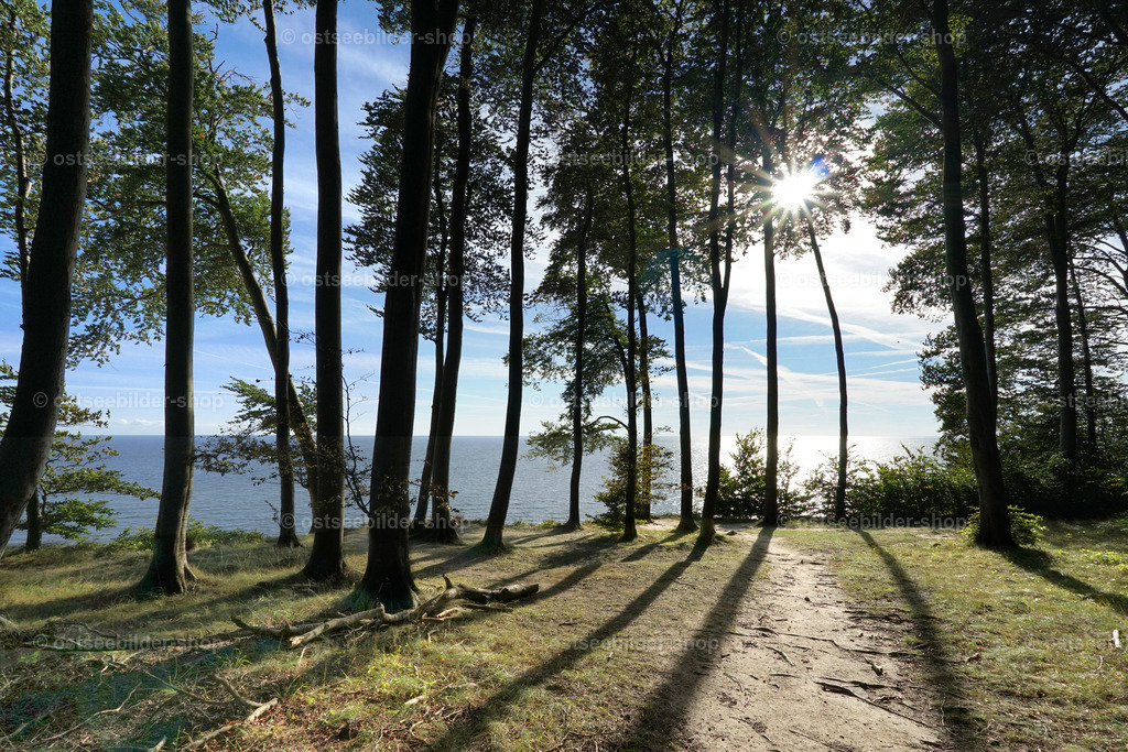 Schattenwurf auf dem Hochufer | Die grelle Sonne am Nachmittag wirft lange Baumschatten auf den Waldboden des Nationalparks Jasmund. 