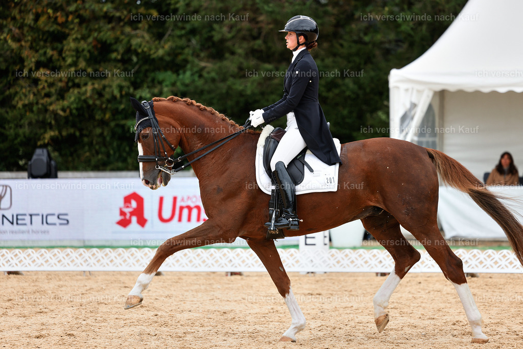 11-201-Dressur S___-StoibPH-940 | working equitationturnier fotograf videograf stoibphotography marixx film working equitation deutschland reitsport turnierfotografie eventfotografie equestrian events