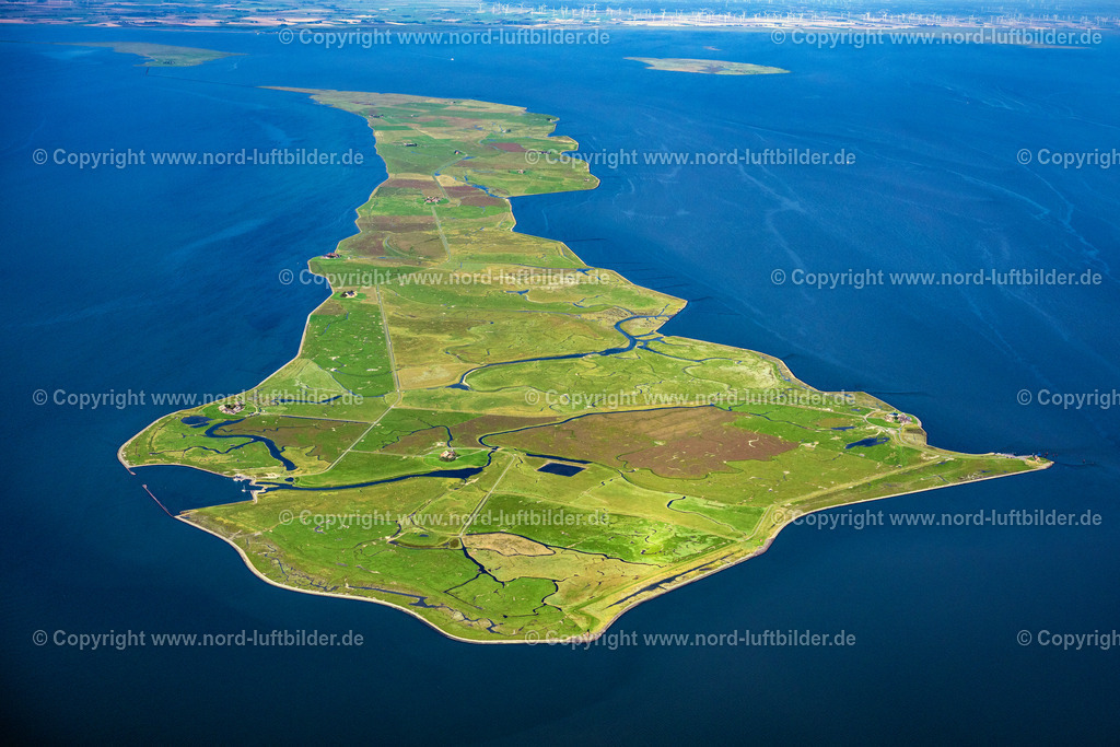 Hallig_Langeness_ELS_0581130825 | LANGENEß 21.06.2025 Grasflächen- Strukturen einer Hallig- Landschaft der Nordsee - Insel in Langeneß Nordfriesland im Bundesland Schleswig-Holstein, Deutschland. // Green space structures a Hallig Landscape the North Sea island in Langeness North Friesland in the state Schleswig-Holstein, Germany. Foto: Martin Elsen