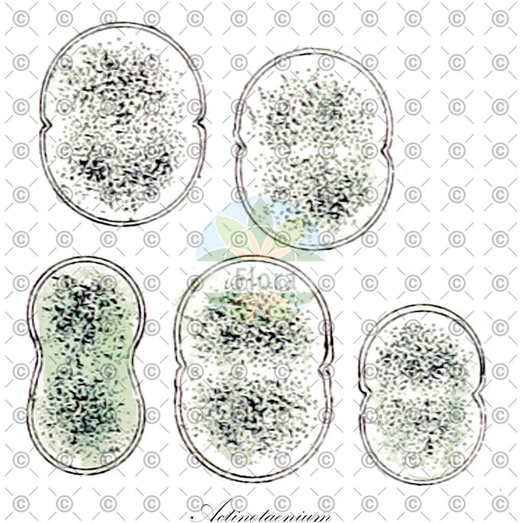 HistAbb_NSB_1_ENZY_Simple | Historische Abbildung von Actinotaenium - Desmidiaceae (0) | Historical Illustration of Actinotaenium - Desmidiaceae (0)