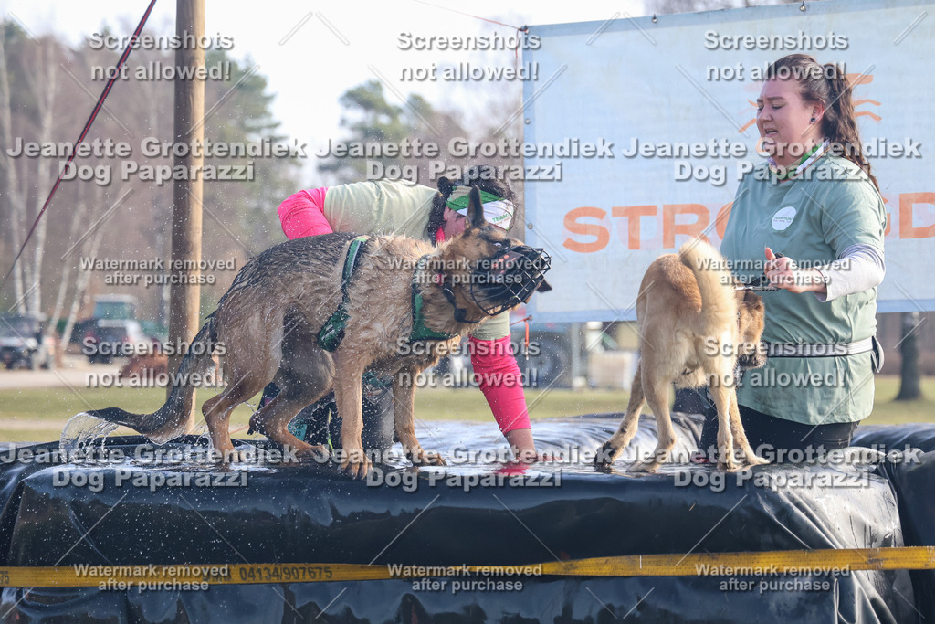 Dog Paparazzi - Strongdog North Mrz26-534 | Dog Paparazzi Jeanette Grottendiek Fotografie & Videografie - Realisiert mit Pictrs.com