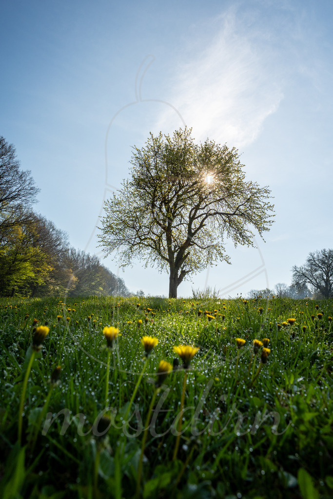 Morgentau_Birnbaumbluete_Mostviertel_2023_Mostdirn_Irmgard_Wieser-6391 | Ihre Fotografin im Lungau, ihre Fotografin im Mostviertel, Wandbilder Onlineshop, Imagefotos für Ihr Unternehmen,  - Realisiert mit Pictrs.com