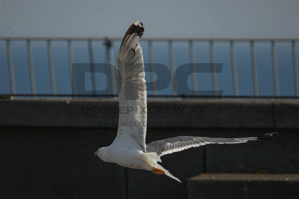 Yellow-legged Gull (Larus michahellis) | Yellow-legged Gull (Larus michahellis), a large gull species commonly found along Mediterranean coasts, rocky shorelines, harbours and coastal areas. - Realisiert mit Pictrs.com