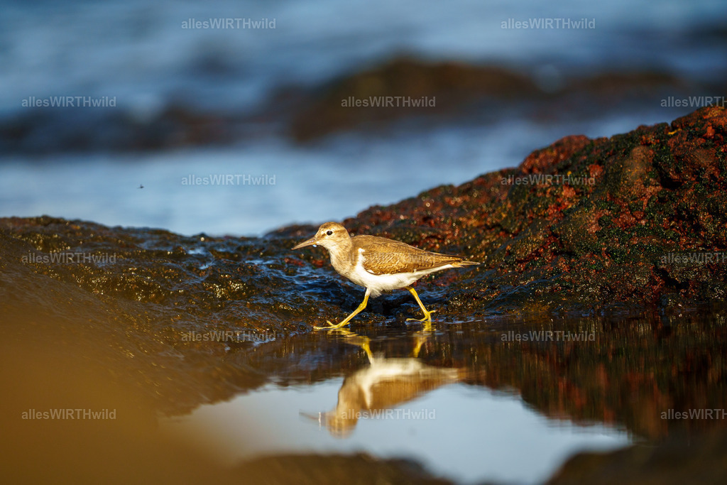 allesWIRTHgut Tierfotografie - allesWIRTHgut.de - 7IV00856 | Entdecke die faszinierende Welt der Natur- und Wildlife-Fotografie von Daniel und Bärbel. Inspirierende Bilder von wilden Tieren und kleinen Naturwundern.