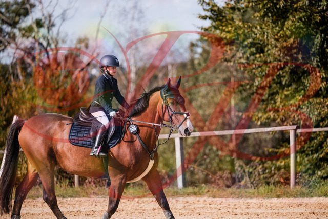 2026_10_03_Siefer-Hof_143729_Z81_06022679 | Professionelle Reitsport-, Turnier- und Eventfotografie von Robert Broda. Galerien mit ausgewählten und bearbeiteten Bildern direkt online ansehen und bestellen.
