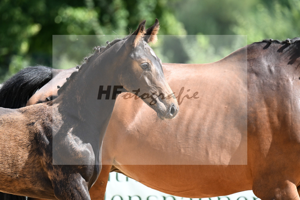 Kat-Nr. 43 Va Bene x Antango_SF_Wadenspanner_29251105 | hf-fotografie - Realizzato con Pictrs.com