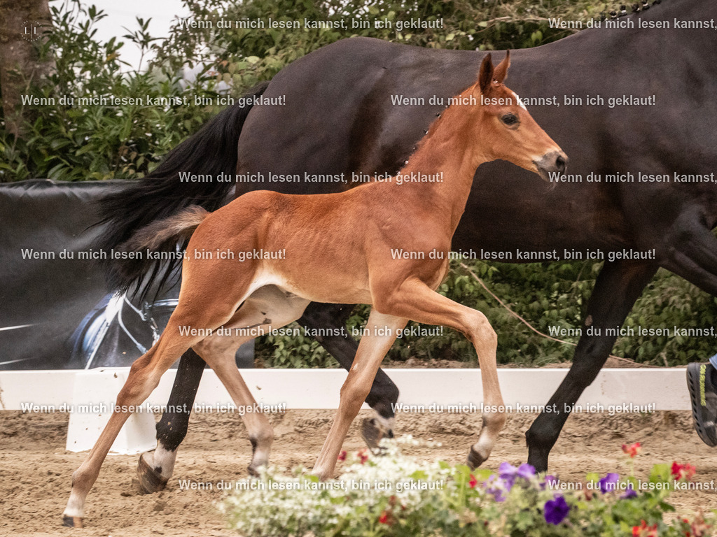 A10I5247 | photographylinaismer - Realisiert mit Pictrs.com