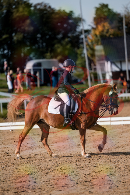 2026_10_03_Siefer-Hof_120136_Z63_34155671 | Professionelle Reitsport-, Turnier- und Eventfotografie von Robert Broda. Galerien mit ausgewählten und bearbeiteten Bildern direkt online ansehen und bestellen.