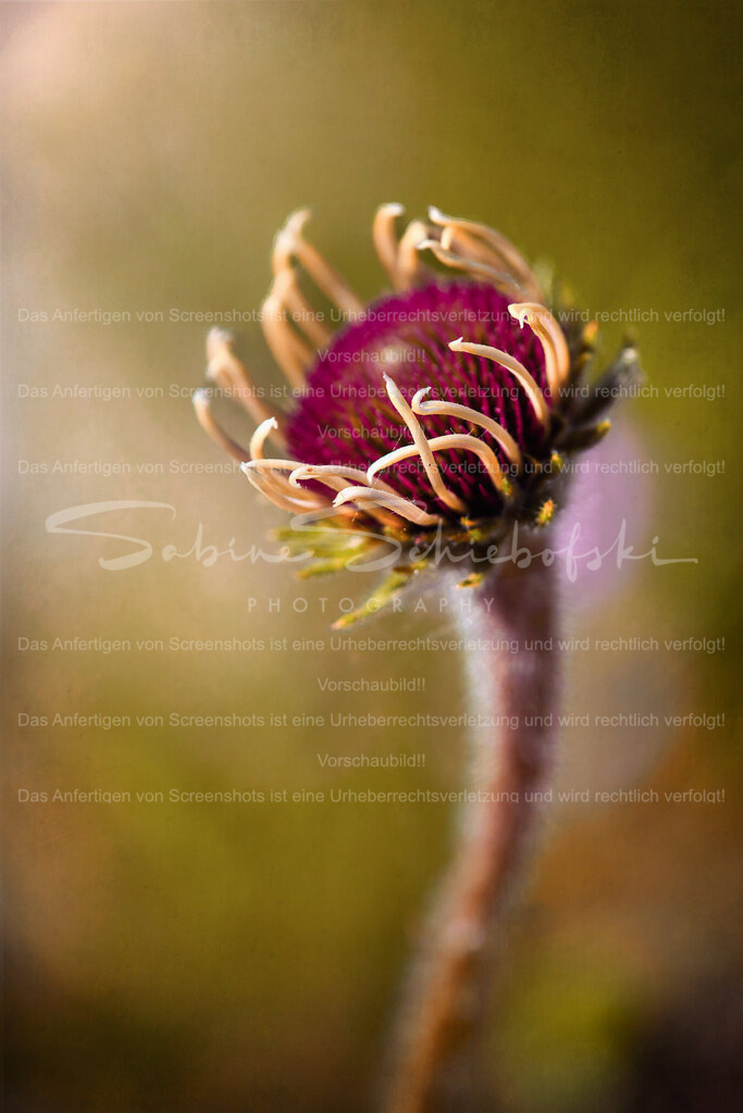 Ser Sonne entgegen | People- und Tierfotografie, Imageaufnahmen, Veranstaltungsfotografie und Wandbilder aus der Natur ★ Made in Germany ✔️ Druck + Downloads ✔️ Naturfotografie in Top Qualität ★ schneller Versand, weltweite Lieferung! - Realisiert mit Pictrs.com