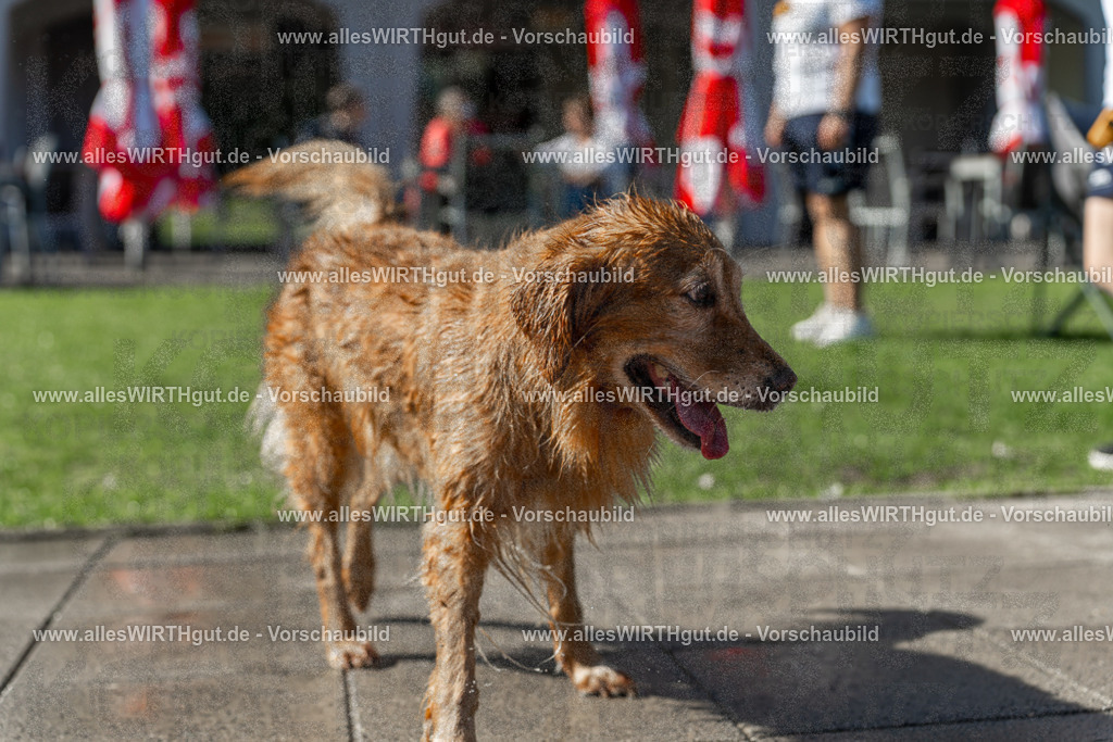 Hundeschwimmen_Volksbad_2026-allesWIRTHgut_Tierfotografie-2609061102-101223-7R509356 | Professionelle Tierfotografie in Mönchengladbach von Daniel Wirth (allesWIRTHgut). Liebevolle & natürliche Bilder von Hunden & Katzen für unvergessliche Erinnerungen.