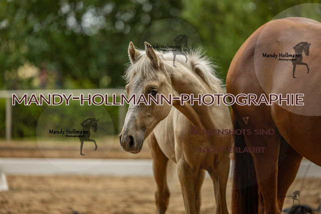 Sage Haast DR-884 | mandyhollmannphotographie