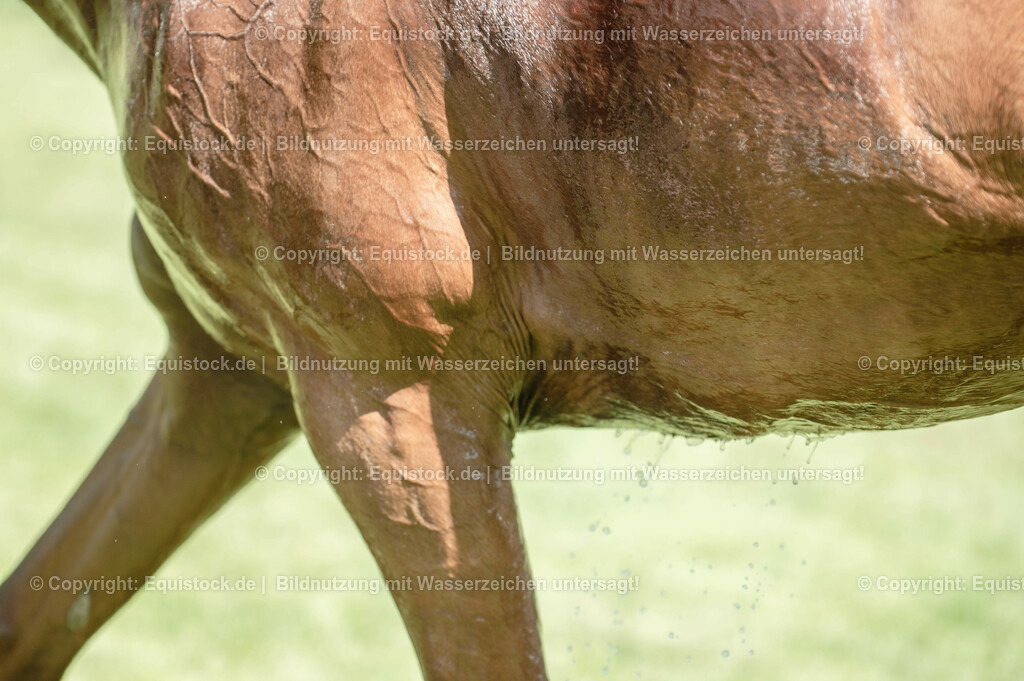 20230527_27_CCI4_Gelände_0194 | equistock