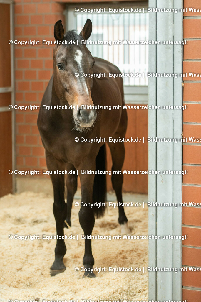 20190409_Einstreu_in_Pferdebox_0019 | Foto: Thomas Hartig