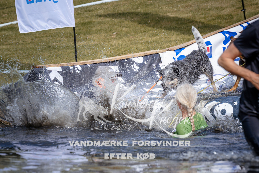 _ZZ906270903 | kk-dogfotos