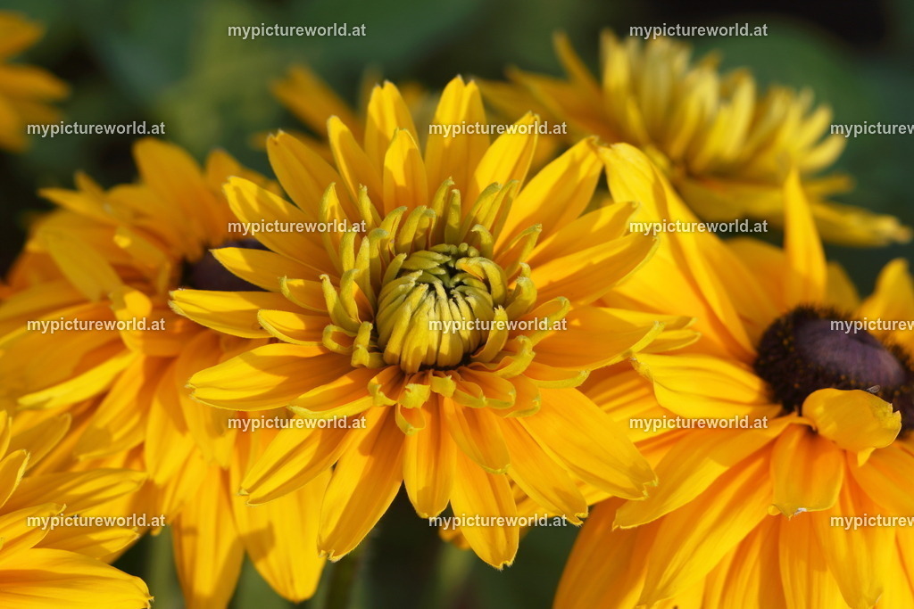 Rauher Sonnenhut-005 | Das Bilderarchiv über Tiere, Planzen und Landschaften. In der Bilddatenbank finden Sie ein große Auswahl an hochwertigen Bilder für Ihre Werbung - Realized with Pictrs.com