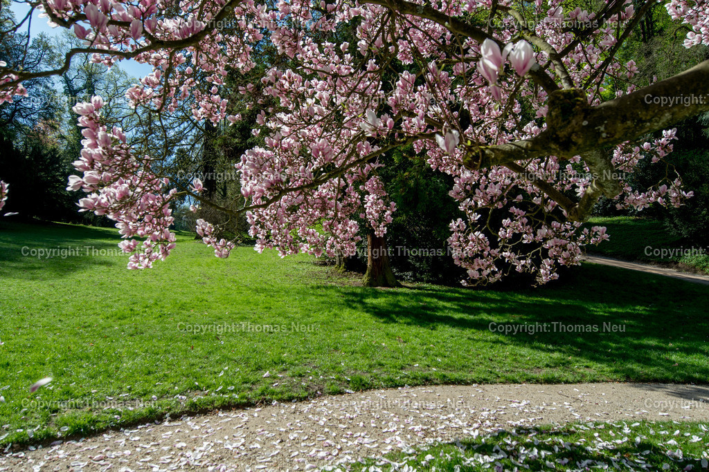 Fuerstenlager-magnolienbluete-bensheim-auerbach-staatspark-parklandschaft-sommersitz-hessische-Fuerstenfamile-Fotografie-Thomas_Neu.jpg-17 | Blick über das historische Gebäudeensemble im Staatspark Fürstenlager in Bensheim-Auerbach, eingebettet in die frühlingshafte Landschaft der Bergstraße. Blühende Magnolien und frisches Grün rahmen die klassizistischen Gebäude, während sich im Hintergrund die bewaldeten Hänge des Odenwaldrandes erheben. Der ehemalige Sommersitz der Landgrafen von Hessen-Darmstadt zeigt sich hier in seiner ganzen landschaftlichen und architektonischen Schönheit.,Bild: Thomas Neu