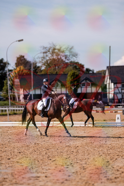 2026_10_03_Siefer-Hof_125729_Z81_45656706 | Professionelle Reitsport-, Turnier- und Eventfotografie von Robert Broda. Galerien mit ausgewählten und bearbeiteten Bildern direkt online ansehen und bestellen.