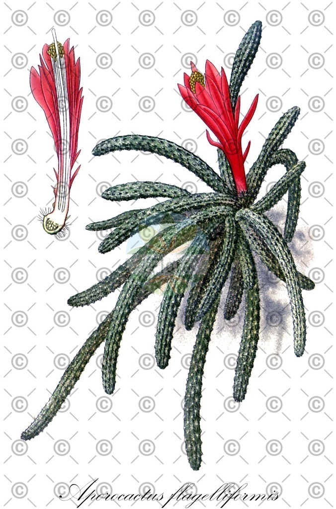 HistAbb_wfo-0000540915_2_ENZY_Simple | Historische Abbildung von Aporocactus flagelliformis - Cactaceae (Peitschenkaktus;Schlangenkaktus) | Historical Illustration of Aporocactus flagelliformis - Cactaceae