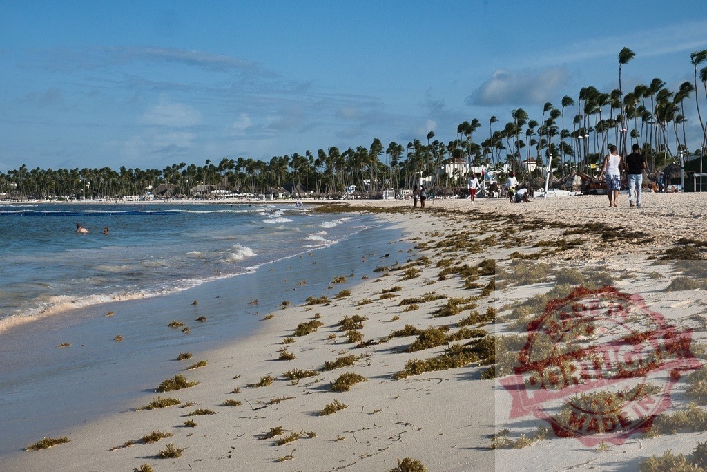 Sargassum seaweed covering tropical beach with palm trees | Sargassum seaweed washed ashore on a popular tropical beach with people and palm trees - Realisiert mit Pictrs.com