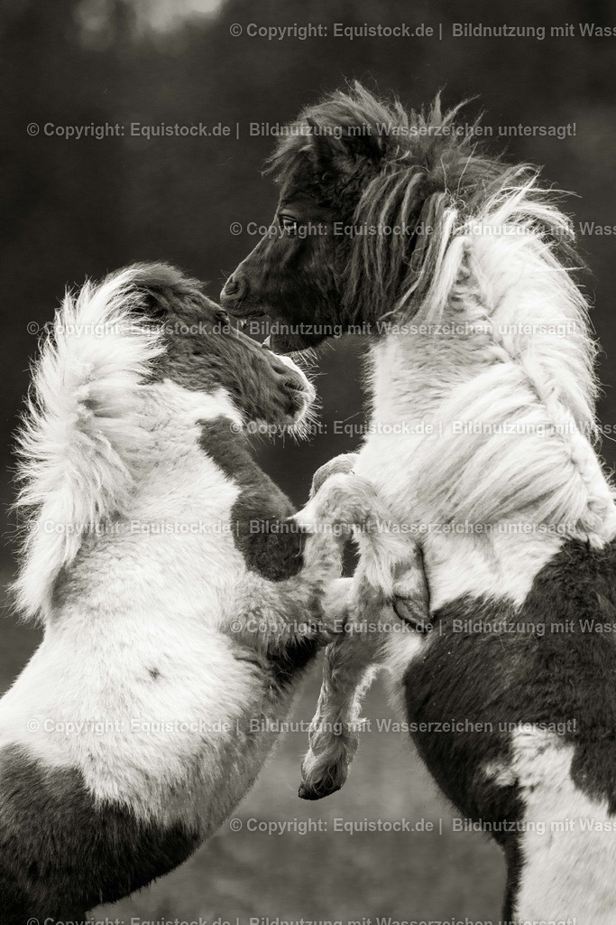 20160413_Spielende_Ponies_0001 | equistock