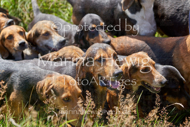 08-23 Bredeneek Jagd_MCH9592_Marina Hewig | Fotografie, FotoArt, PferdesportArt, Pferdesportfotografie, Landschaftsfotografie, Reisefotografie, Reise, Pferde - Realisiert mit Pictrs.com