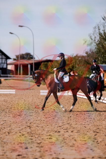 2026_10_03_Siefer-Hof_131916_Z81_68118952 | Professionelle Reitsport-, Turnier- und Eventfotografie von Robert Broda. Galerien mit ausgewählten und bearbeiteten Bildern direkt online ansehen und bestellen.