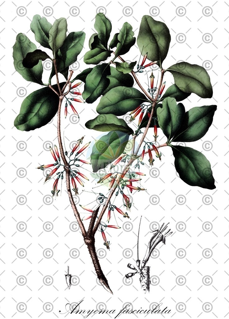 HistAbb_wfo-0000532345_1_ENZY_Simple | Historische Abbildung von Amyema fasciculata - Loranthaceae | Historical Illustration of Amyema fasciculata - Loranthaceae