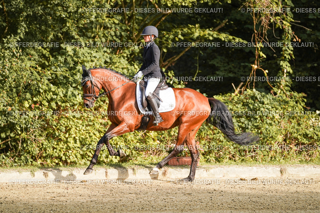 DSC04816 | Pferdegrafie