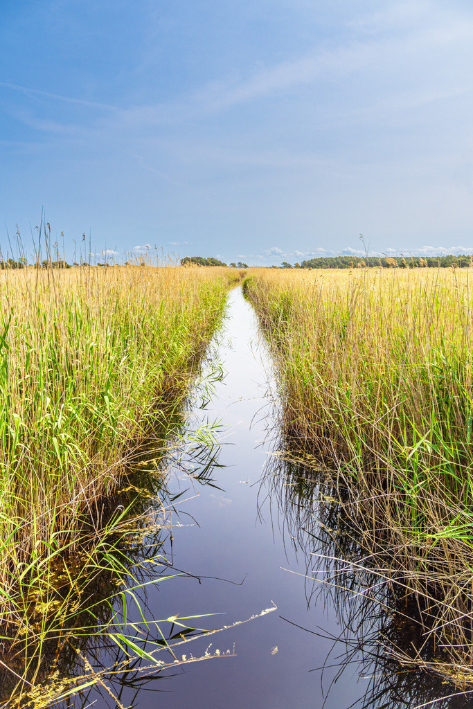 Graben mit Schilf im Nationalpark Vorpommersche Boddenlandschaft auf dem Fischland-Darß | Graben mit Schilf im Nationalpark Vorpommersche Boddenlandschaft auf dem Fischland-Darß.