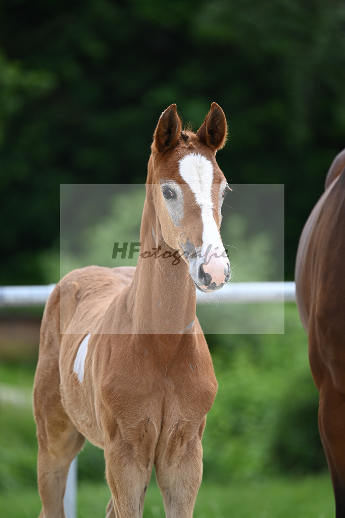 Chacoon Blue x Balous Bellini_HF_Foth_20240501 | hf-fotografie - Realisiert mit Pictrs.com