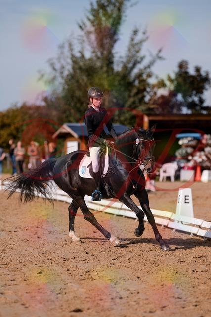 2026_10_03_Siefer-Hof_115748_Z81_98792021 | Professionelle Reitsport-, Turnier- und Eventfotografie von Robert Broda. Galerien mit ausgewählten und bearbeiteten Bildern direkt online ansehen und bestellen.