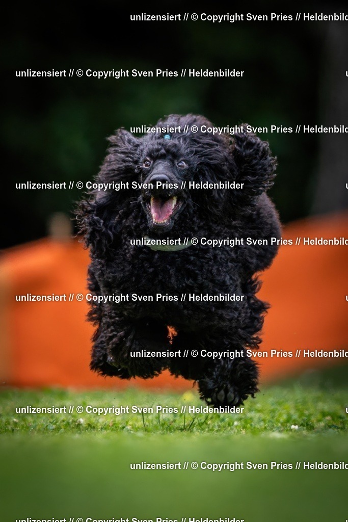 Sven Pries | 19. Allgemeines Hunderennen Karlsruhe Durlach - Realisiert mit Pictrs.com