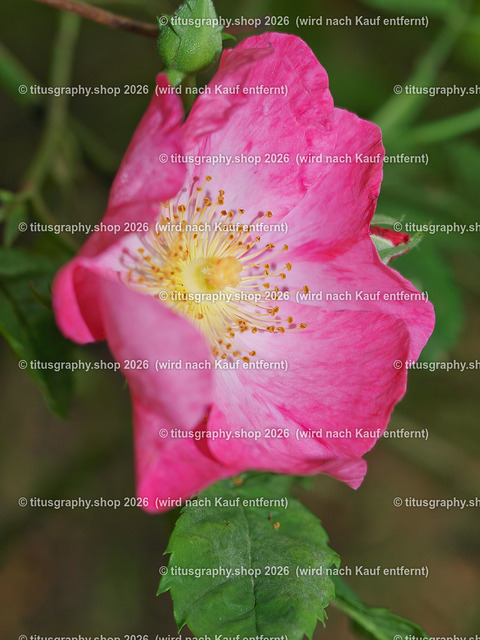 P6080273-titusgraphy-vz | Fotokunstarbeit aus der INSTAGRAM-Gallerie auf titusgraphy.eu - Realisiert mit Pictrs.com