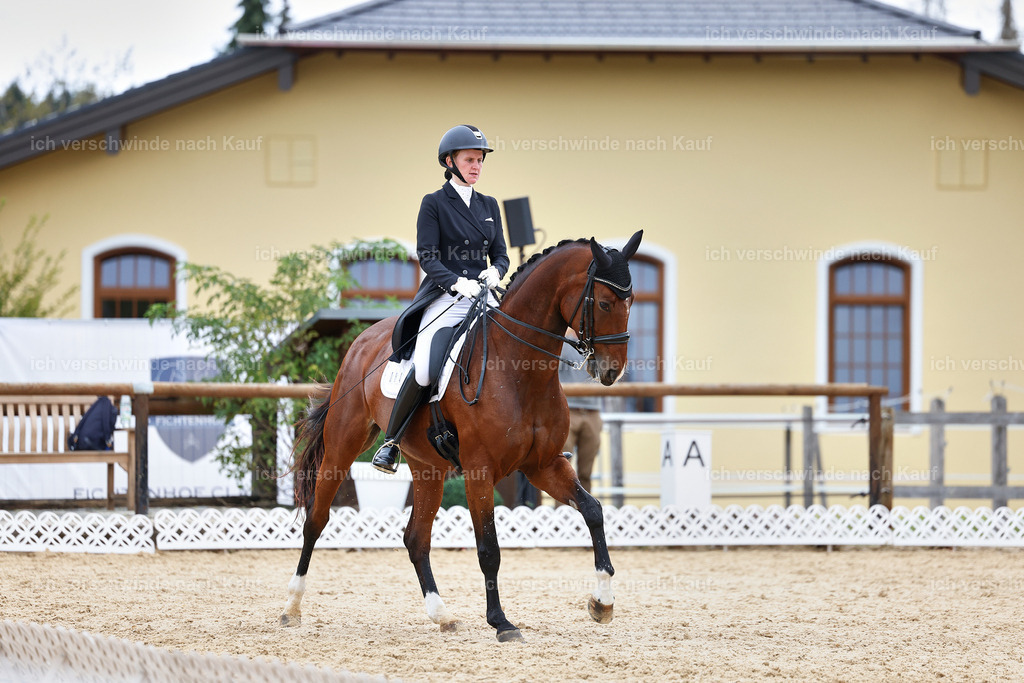 6-084-AMATUER-DRESSUR S_  -StoibPH-3571 | working equitationturnier fotograf videograf stoibphotography marixx film working equitation deutschland reitsport turnierfotografie eventfotografie equestrian events