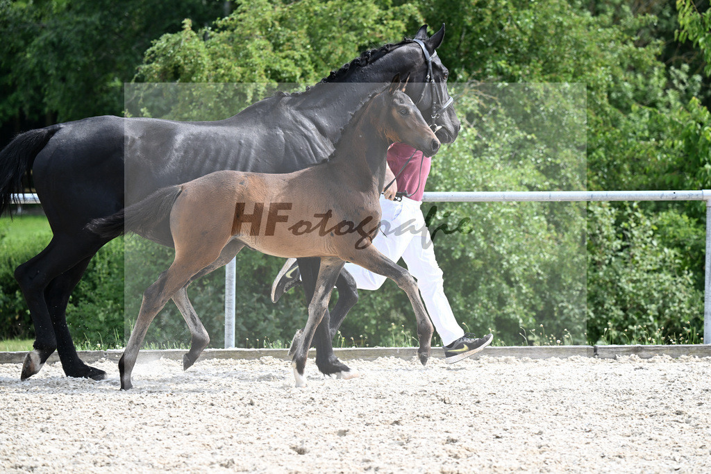 Kat-Nr. 6 Fair Deal x Sir Donnerhall_SF_Zimmermann_17250676 | hf-fotografie - Realizzato con Pictrs.com