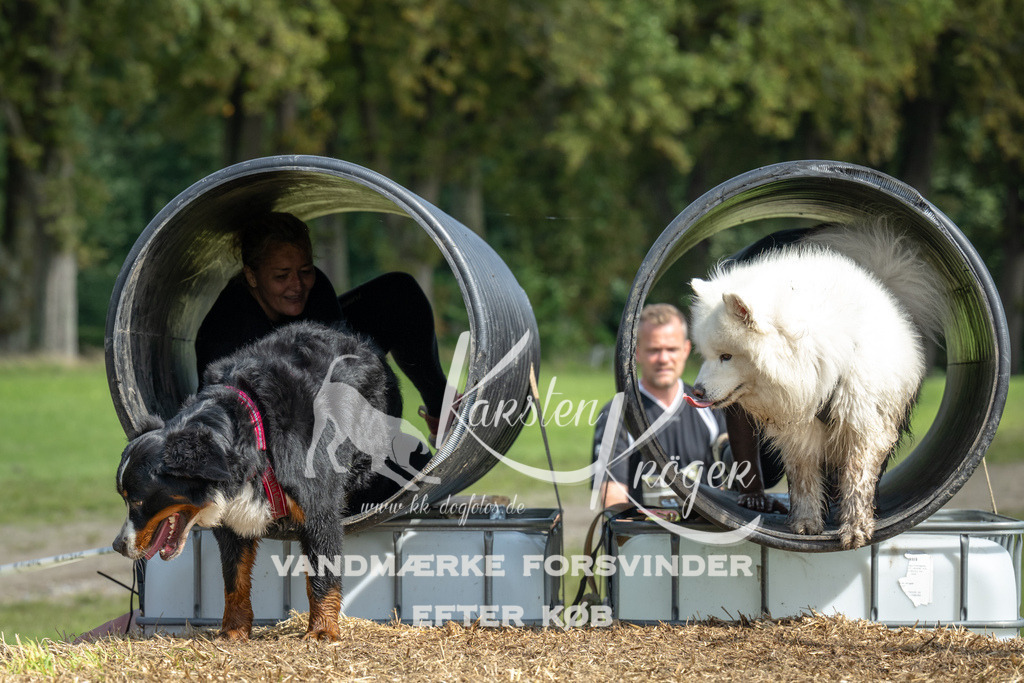 1313_ZZ92682 | kk-dogfotos