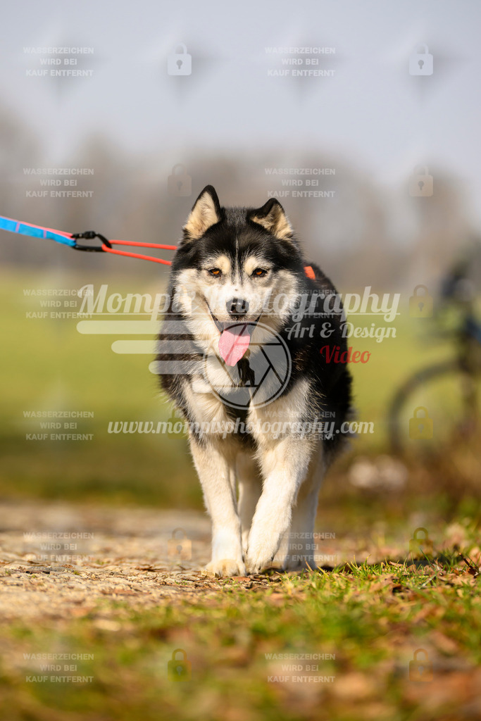 MompixPhotography_6ReiatRennen2026_SA_HappyDog-125 | PayLife