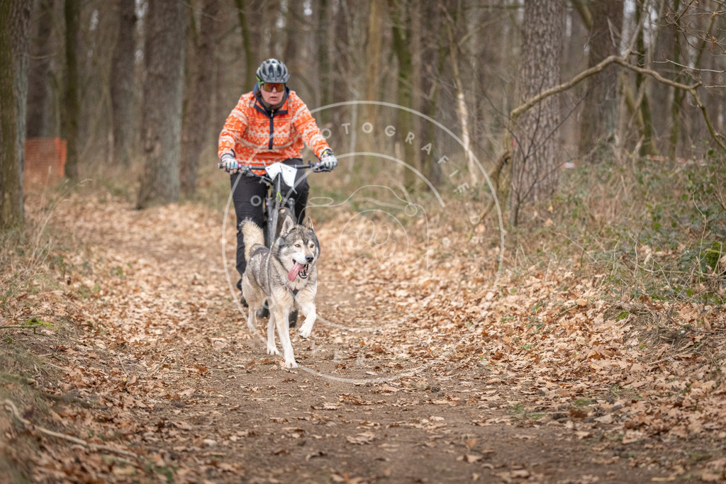 Pfotenfotografie_DV3A6427 | Hundefotografie, Tierfotograf, Pfotenfotografie, Fotoshooting Hund, Hunde Portrait, Hundesport, Hundeportraits, Heideshooting, Hunde, Sportfotograf, Hundefotograf, Turnierhundsport, THS,  - Realisiert mit Pictrs.com