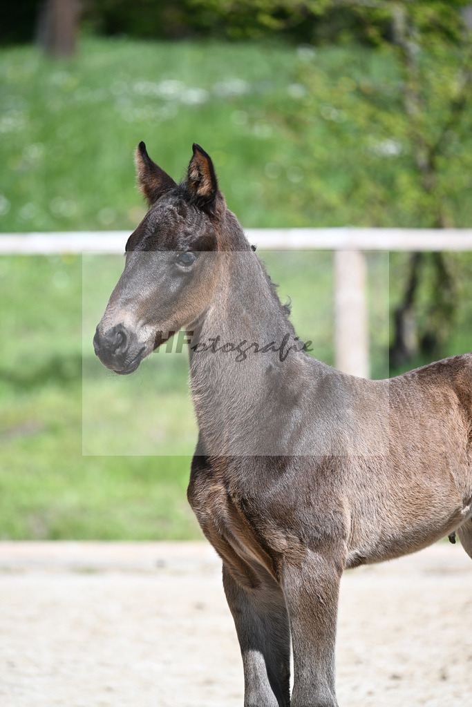 Foundation x Soliman de Hus_HF_Engbert_11240421 | hf-fotografie - Realisiert mit Pictrs.com