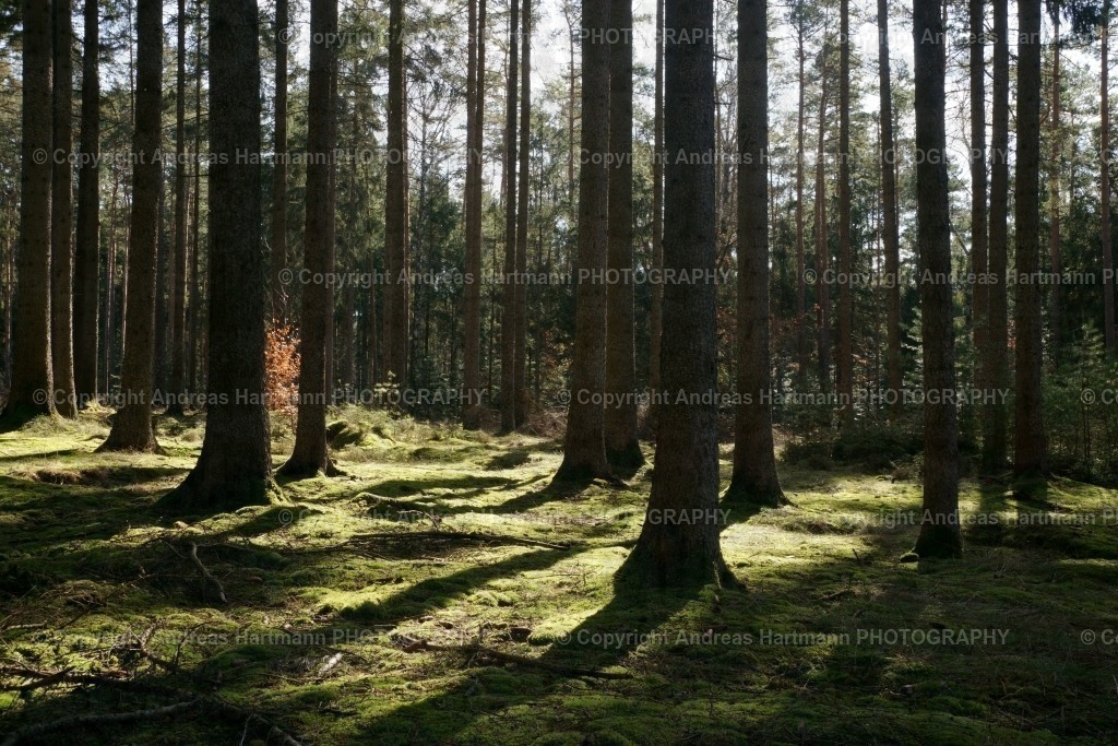 Fichtenwald | Fichtenwald - Realisiert mit Pictrs.com