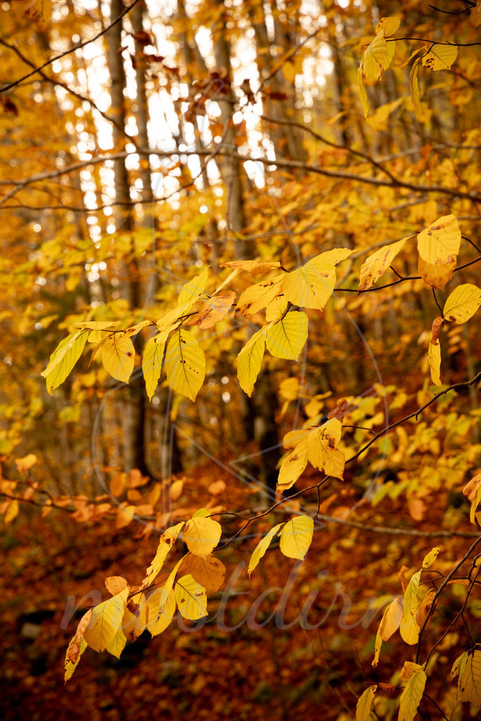 Palfau Herbst | Ihre Fotografin im Lungau, ihre Fotografin im Mostviertel, Wandbilder Onlineshop, Imagefotos für Ihr Unternehmen,  - Realisiert mit Pictrs.com