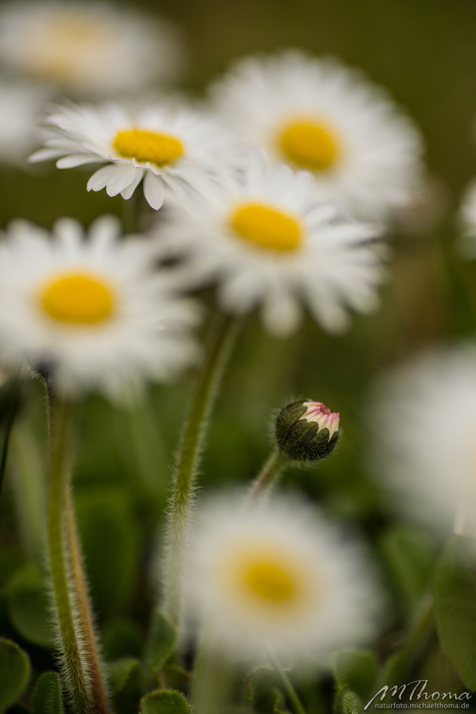 2016-04-05-12h23m38s_MichaelThoma_D810-6420 | Dies ist der Online-Shop von naturfoto.michaelthoma.de. Ich bin leidenschaftlicher Naturfotograf und fotografiere von der Andromedagalaxie bis zum Zwergtaucher, von der Ameise bis zum Orionnebel alles was mit Natur zu tun hat. Hier kann eine Auswahl meine - Realisiert mit Pictrs.com