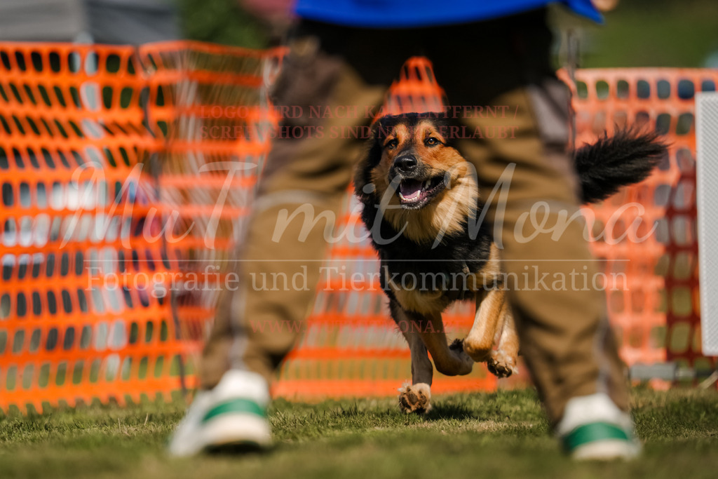 20250928_Hunderennen-666 | MuT (Mensch und Tier) mit Mona - Fotografie und Tierkommunikation - Realisiert mit Pictrs.com