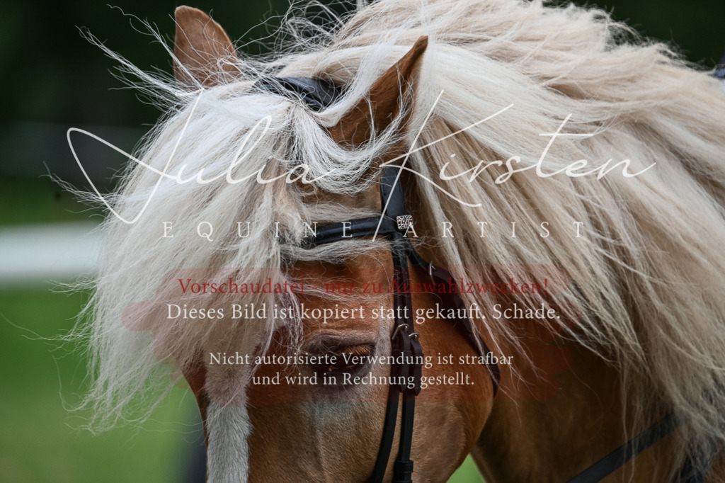 DSC_8424 | Pferde- und Turnierfotografie in Westsachsen. Pferdeportraits, Auftragszeichnungen und intuitive Kunst.